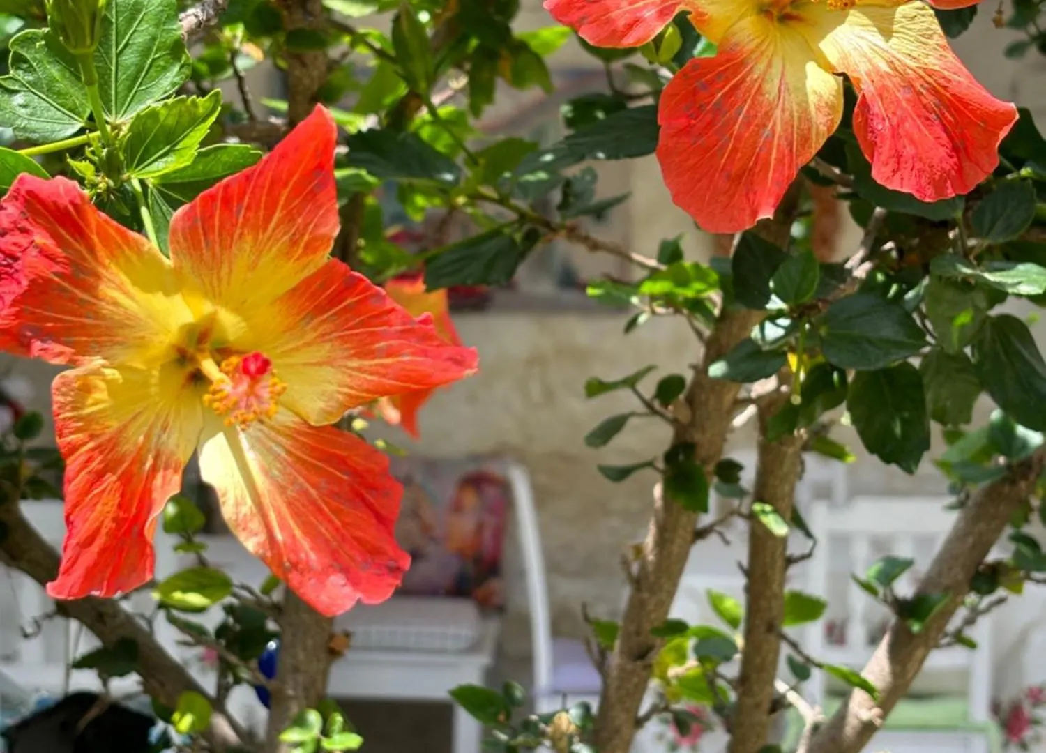 Maison d'hôtes Tasdelen Hotel Alaçatı